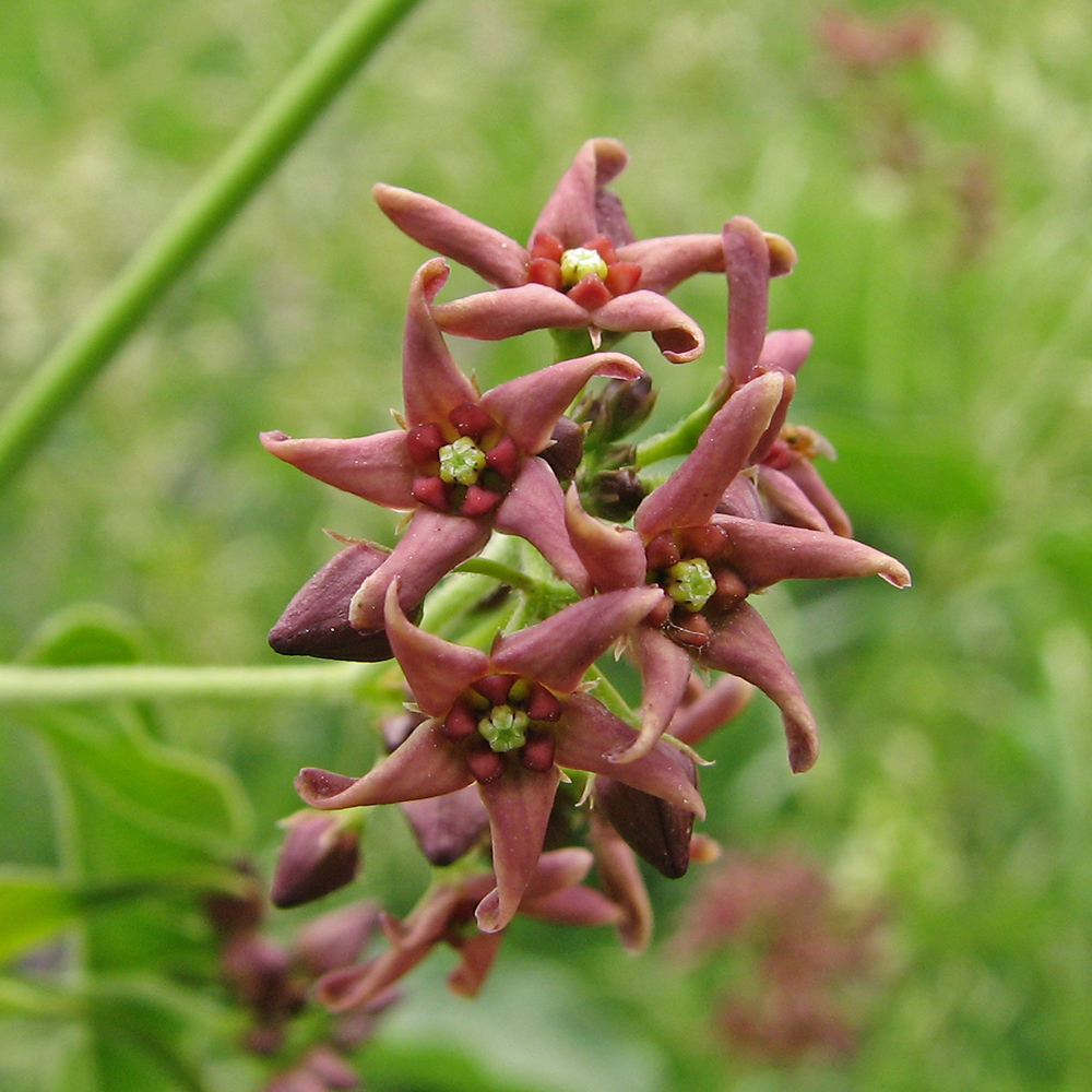 Image of Vincetoxicum rossicum specimen.