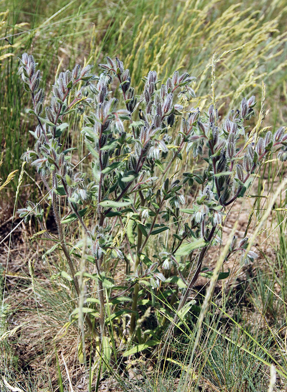 Image of Onosma polychroma specimen.