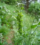 Cynoglossum officinale