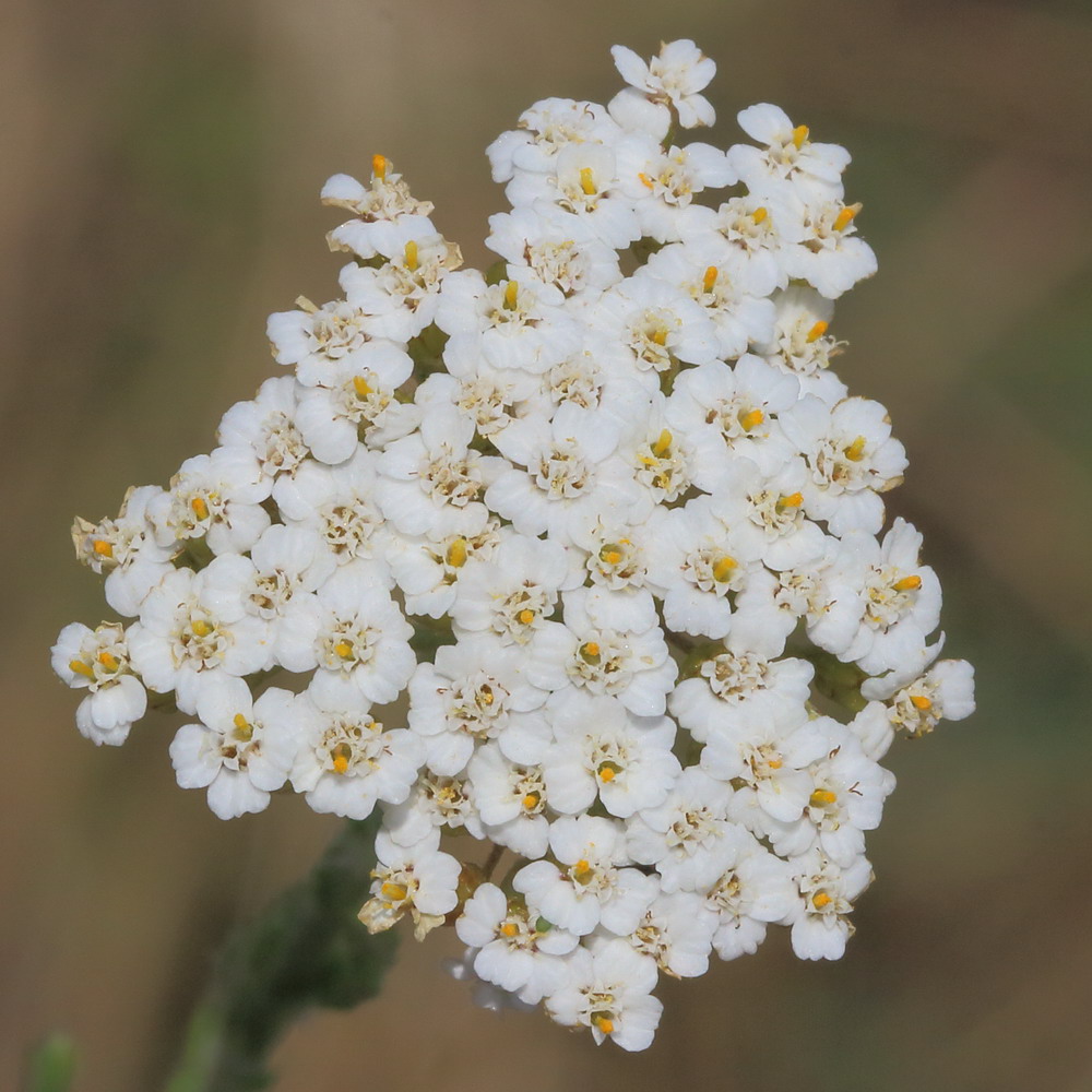 Image of genus Achillea specimen.