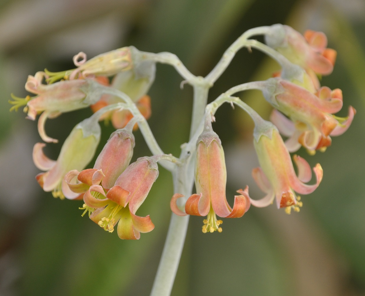 Изображение особи Cotyledon orbiculata.