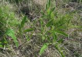 Cirsium heterophyllum