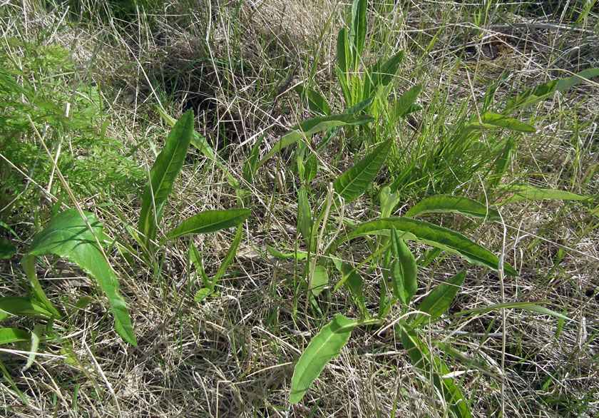 Изображение особи Cirsium heterophyllum.