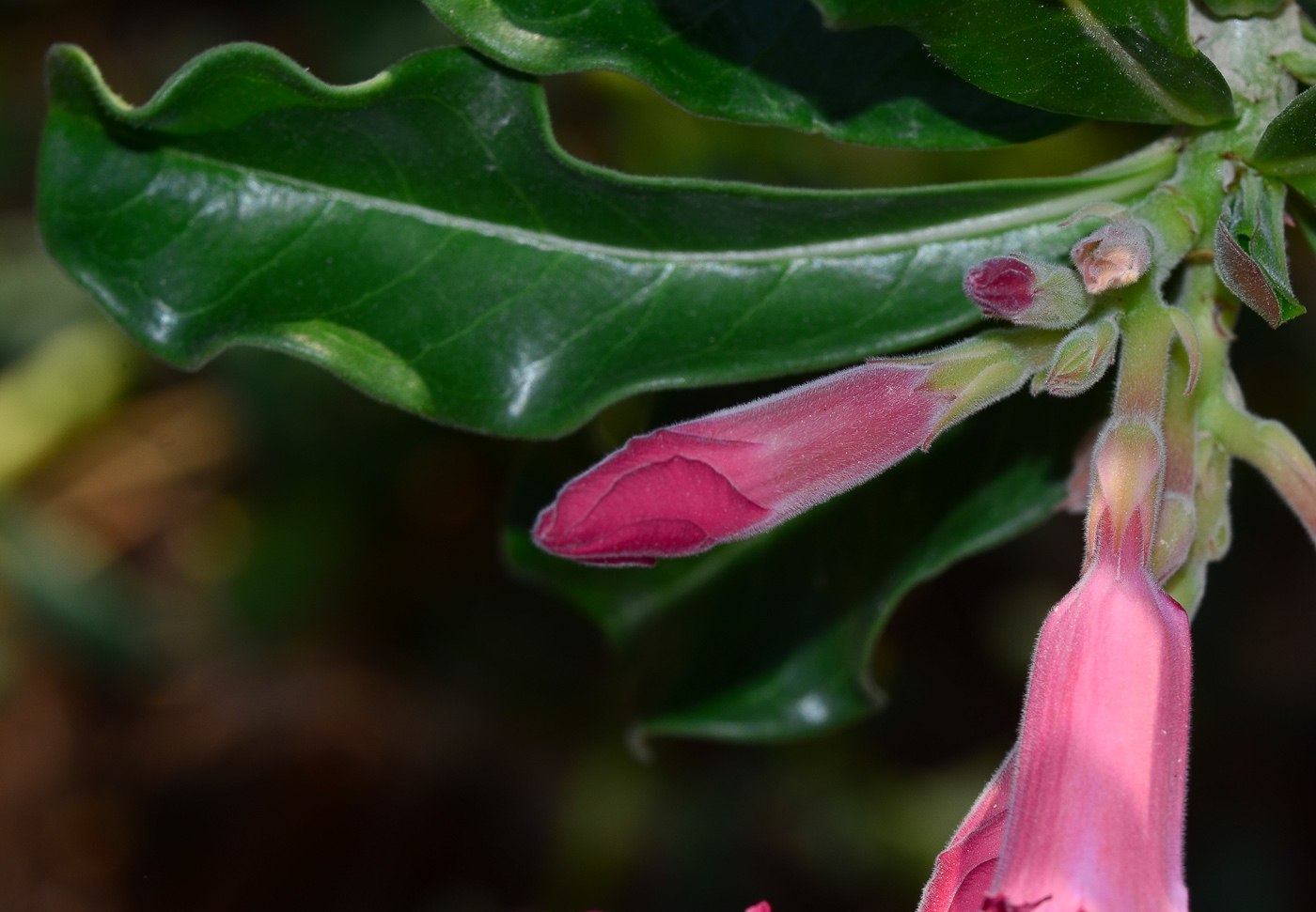 Image of Adenium obesum specimen.