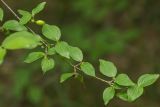 Cornus mas