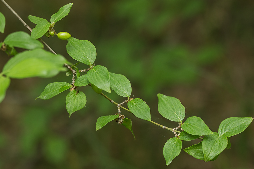 Изображение особи Cornus mas.