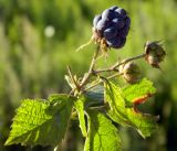 Rubus caesius. Плодоносящий побег. Калининградская обл., Зеленоградский р-н, Куршская коса, смешанный лес в средней части косы. Июль 2014 г.