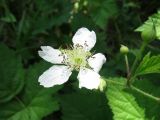 Rubus caesius