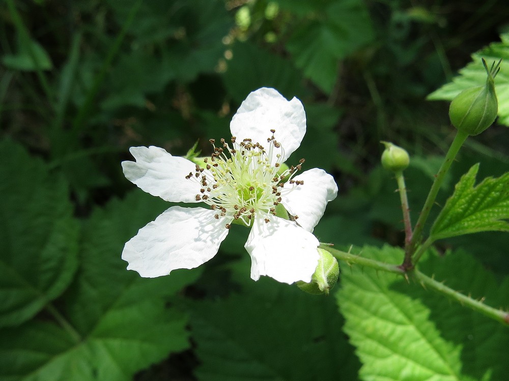 Изображение особи Rubus caesius.