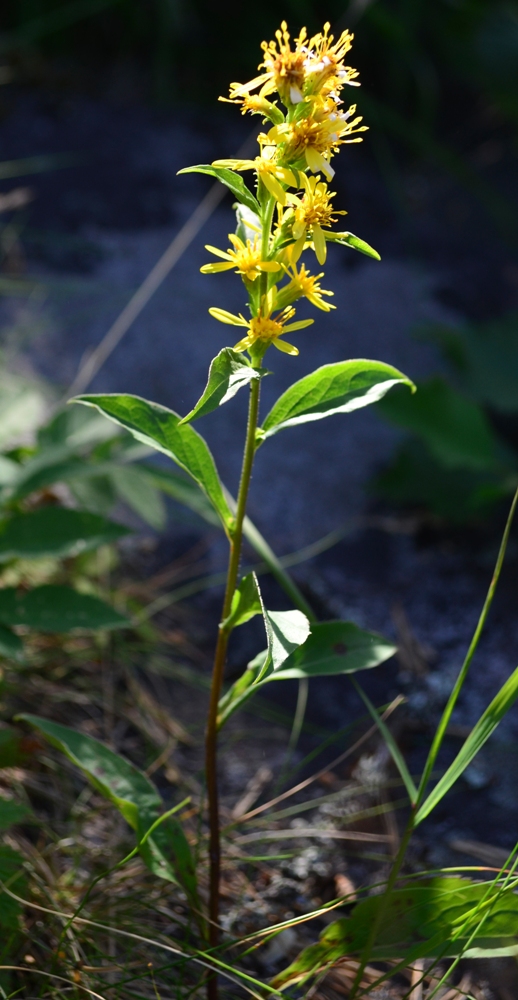 Изображение особи Solidago virgaurea.