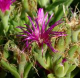 familia Aizoaceae. Верхушка побега с цветком. Германия, г. Дюссельдорф, Ботанический сад университета. 03.07.2014.