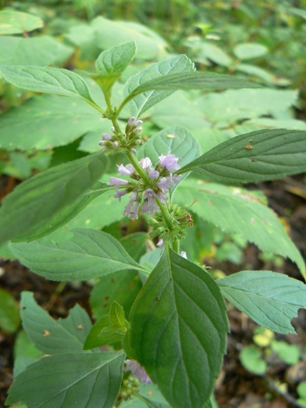 Image of Mentha arvensis specimen.