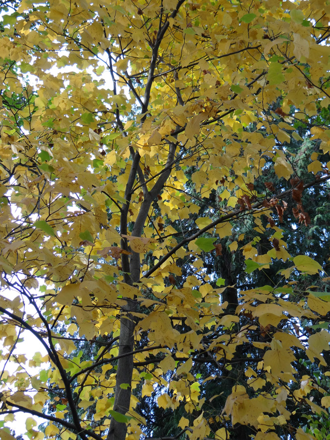 Image of Liriodendron tulipifera specimen.