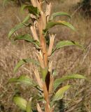 Oenothera depressa. Средняя часть побега со зрелыми сухими плодами. Украина, г. Запорожье, центральная часть о-ва Хортица, обочина дороги. 06.09.2014.