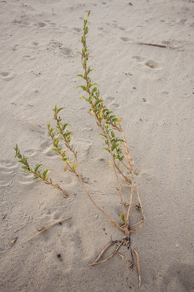 Image of genus Oenothera specimen.