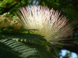 Albizia julibrissin