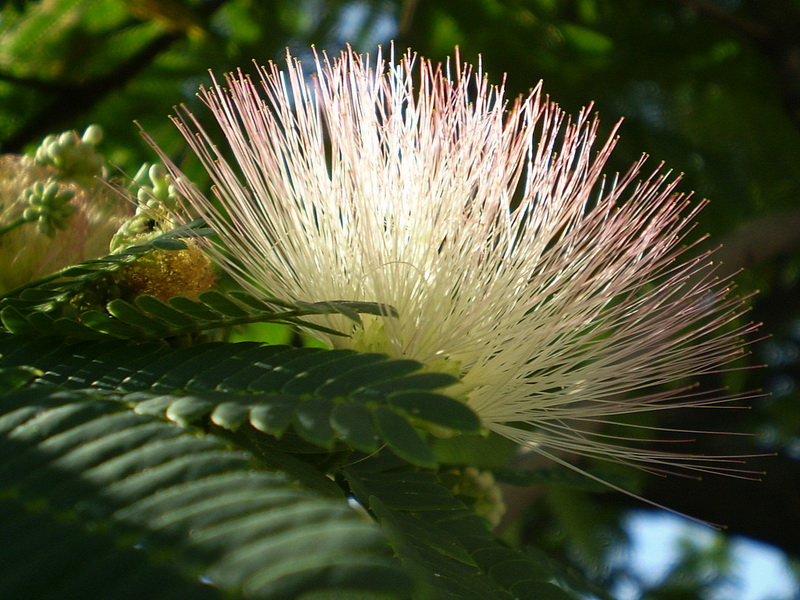 Изображение особи Albizia julibrissin.