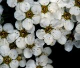 Spiraea × arguta. Цветки. Московская обл., Раменский р-н, окр. дер. Хрипань, садовый участок. 12.05.2014.