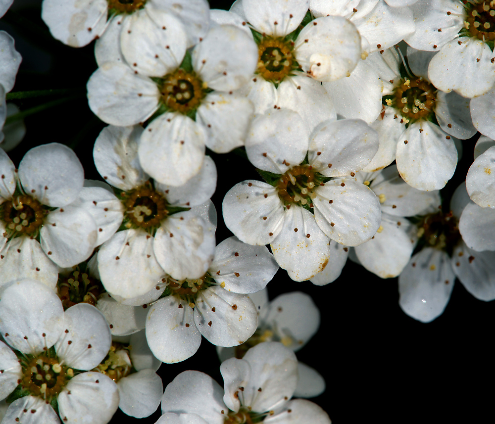 Image of Spiraea × arguta specimen.