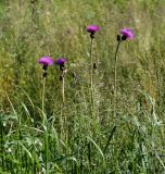Cirsium heterophyllum. Верхушки цветущих растений. Московская обл., Раменский р-н, окр. ж.-д. платформы Хрипань, просека под ЛЭП. 13.06.2014.
