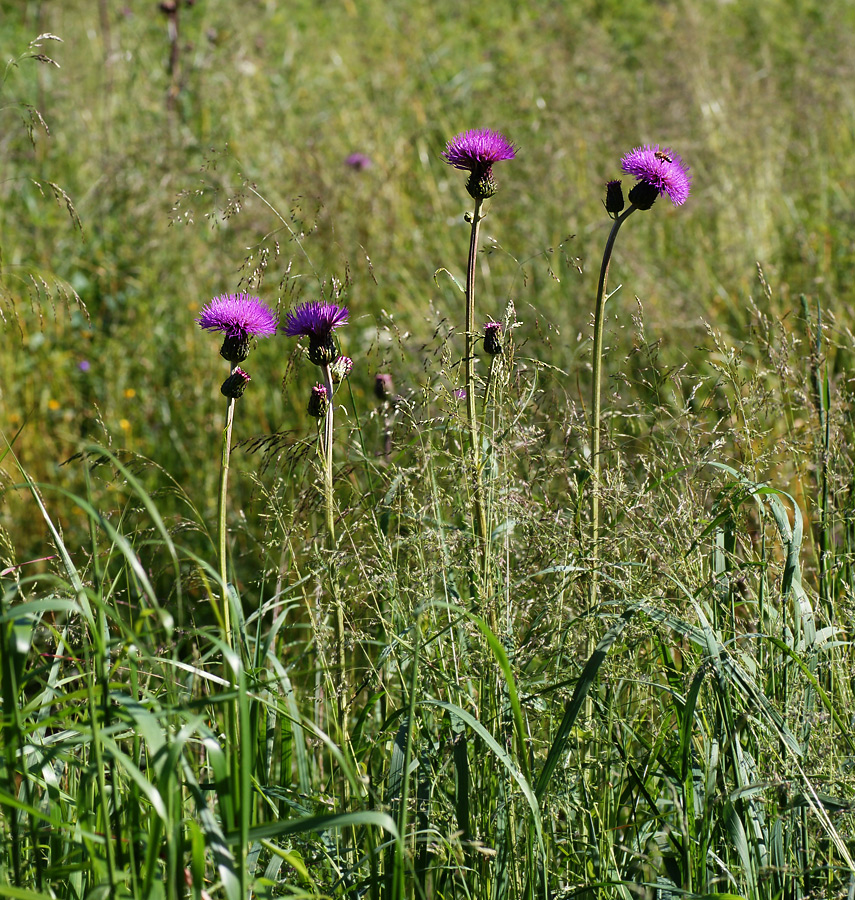 Изображение особи Cirsium heterophyllum.