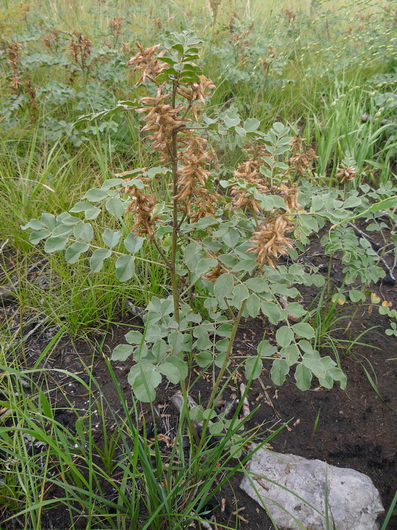 Image of Glycyrrhiza viscida specimen.