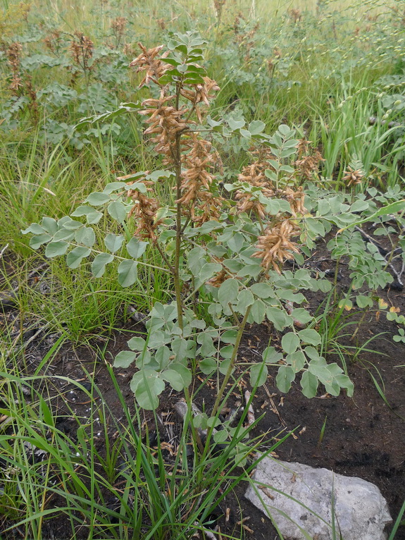 Изображение особи Glycyrrhiza viscida.