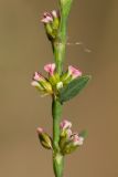 genus Polygonum. Часть цветущего побега. Ростовская обл., Мясниковский р-н, Сафьянова балка. 14.09.2014.