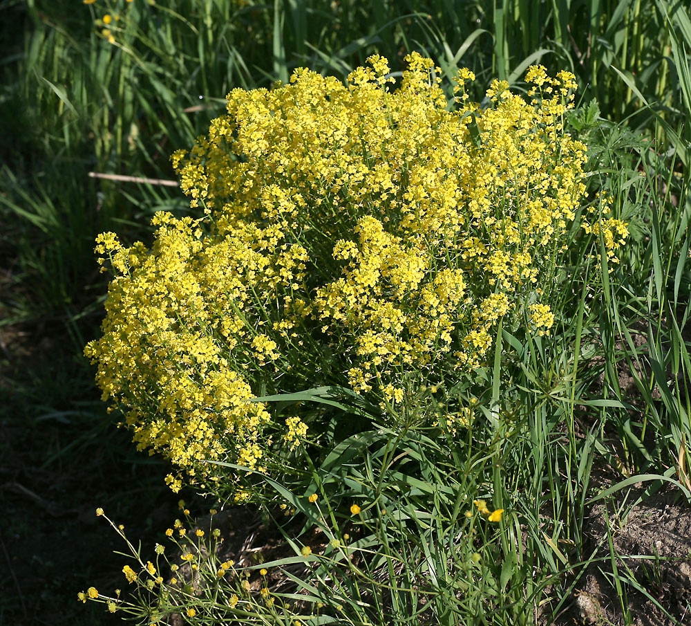 Image of Barbarea vulgaris specimen.