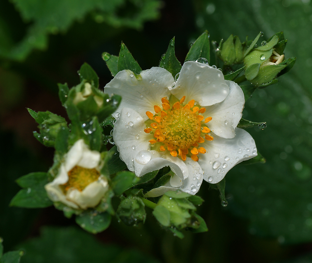 Image of Fragaria &times; ananassa specimen.