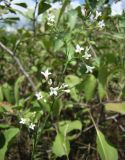 род Asperula. Верхушка побега с соцветиями. Краснодарский край, Кущевский р-н, станица Шкуринская, заросли тёрна в балочной степи. 07.08.2009.