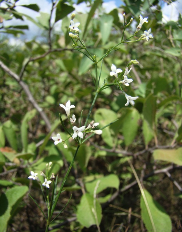 Изображение особи род Asperula.