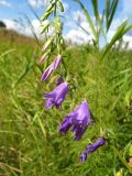 Campanula rapunculoides. Соцветие. Томская обл., Томский р-н, окр. с. Новомихайловка, обочина дороги. 23.08.2009.