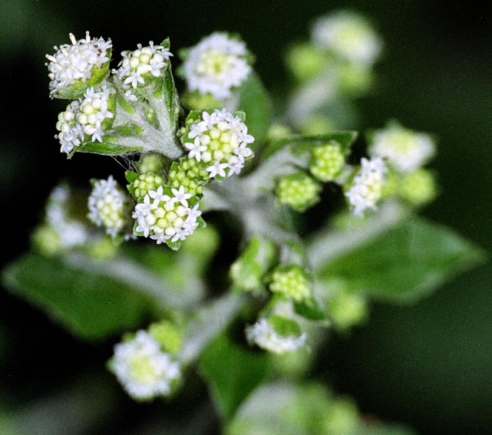 Изображение особи Adenocaulon adhaerescens.