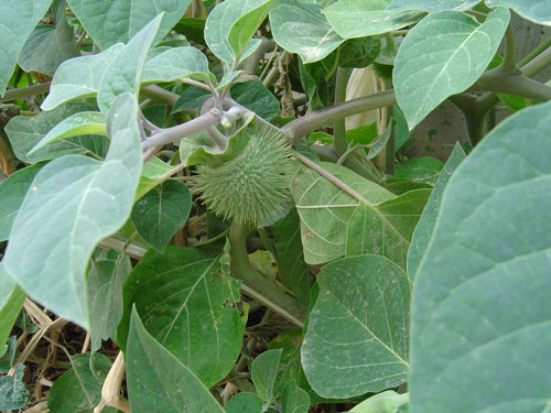 Image of Datura innoxia specimen.