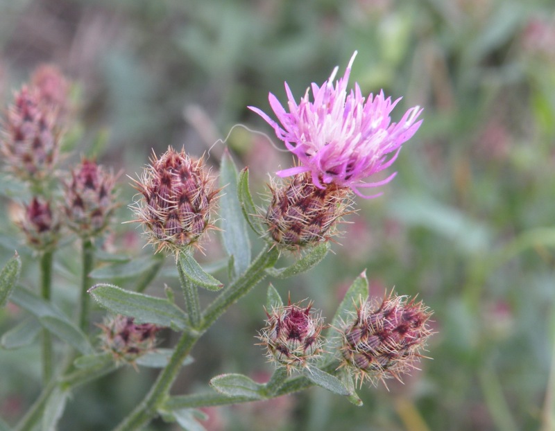 Изображение особи род Centaurea.