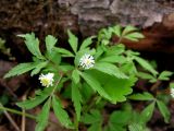 Anemone reflexa. Цветущее растение. Красноярский кр., Ермаковский р-н, окр. пос. Танзыбей, черневой лес по р. Малый Кебеж. 14.05.2009.