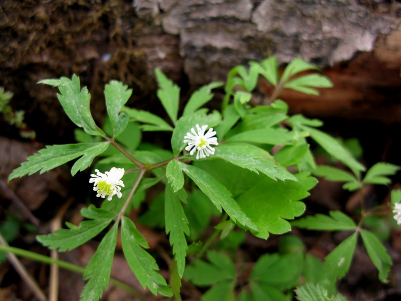 Изображение особи Anemone reflexa.