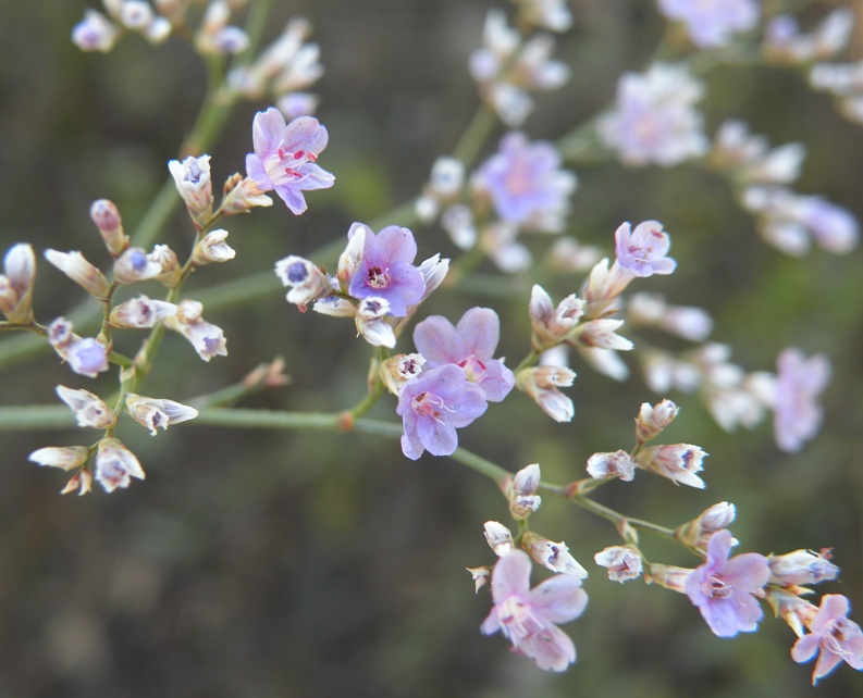 Изображение особи род Limonium.