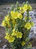 Verbascum phlomoides