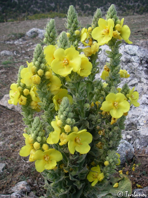 Изображение особи Verbascum phlomoides.