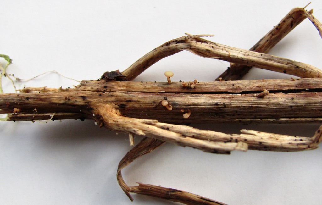 Image of Mentha longifolia specimen.