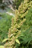 Amaranthus retroflexus. Часть соплодия. Черногория, окр. г. Пераст, побережье Которской бухты, обочина шоссе. 09.10.2014.