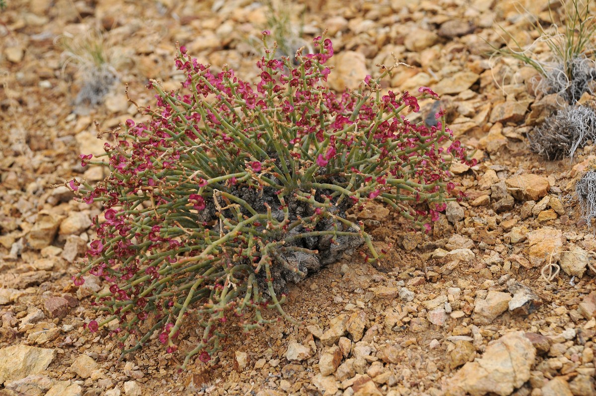 Изображение особи Anabasis truncata.