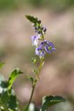 Veronica oxycarpa