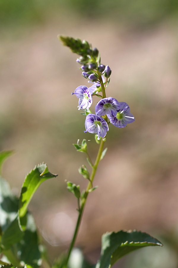 Изображение особи Veronica oxycarpa.