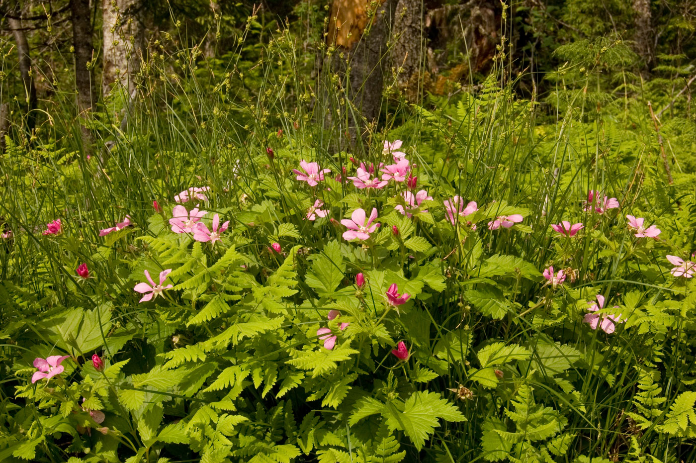 Image of Rubus arcticus specimen.