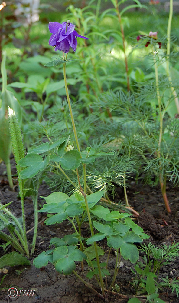 Image of Aquilegia vulgaris specimen.