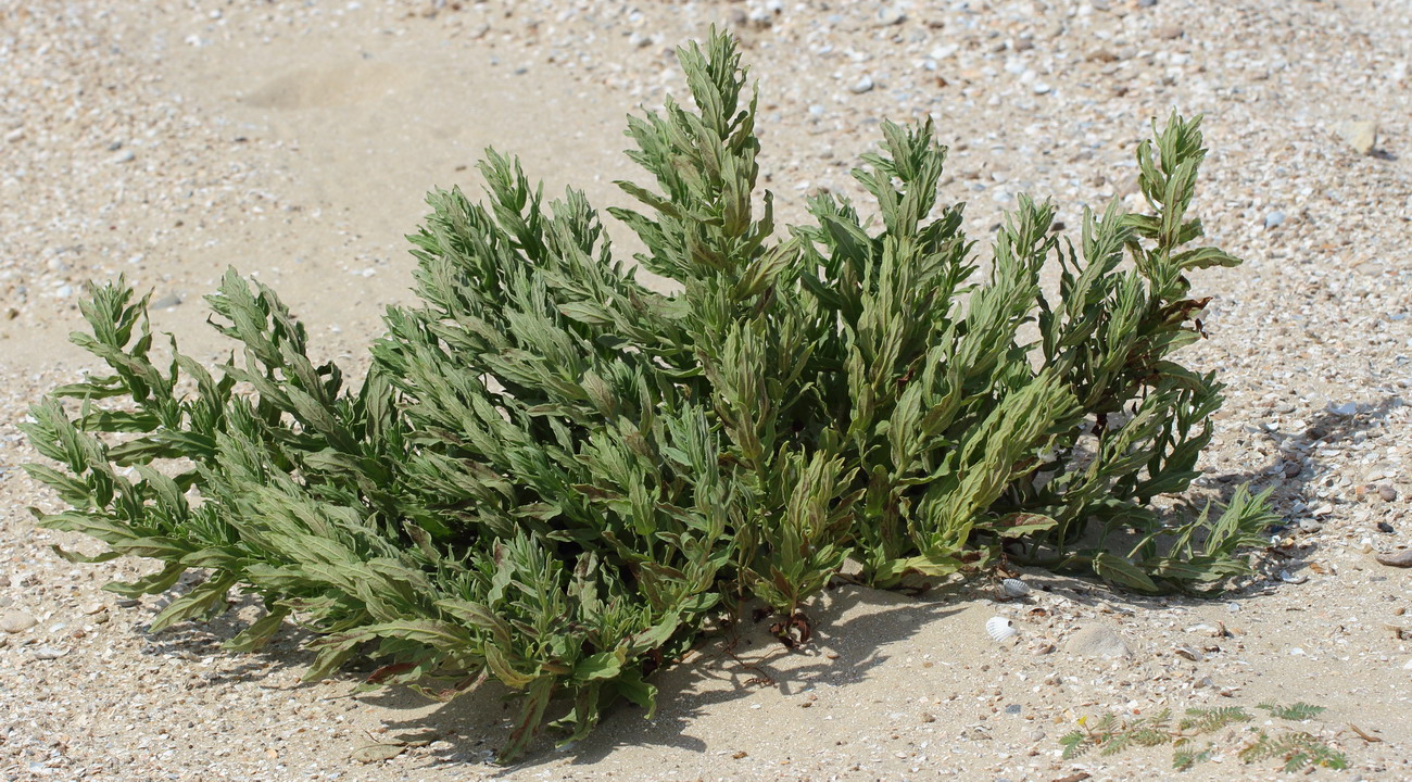 Изображение особи Argusia sibirica.