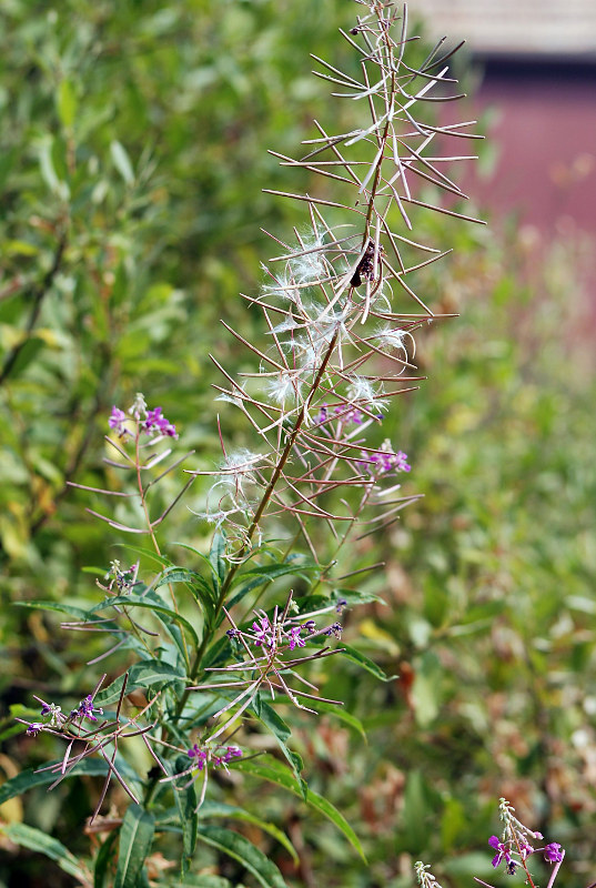 Image of Chamaenerion angustifolium specimen.